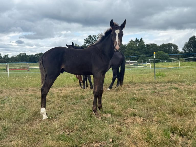 Mecklenburg Warmblood Stallion Foal (03/2025) Bay-Dark in Blumenholz