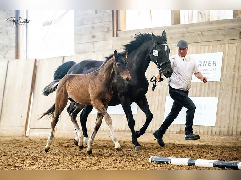Mecklenburg Warmblood Stallion Foal (03/2025) Bay-Dark in G&#xF6;hren Lebbin