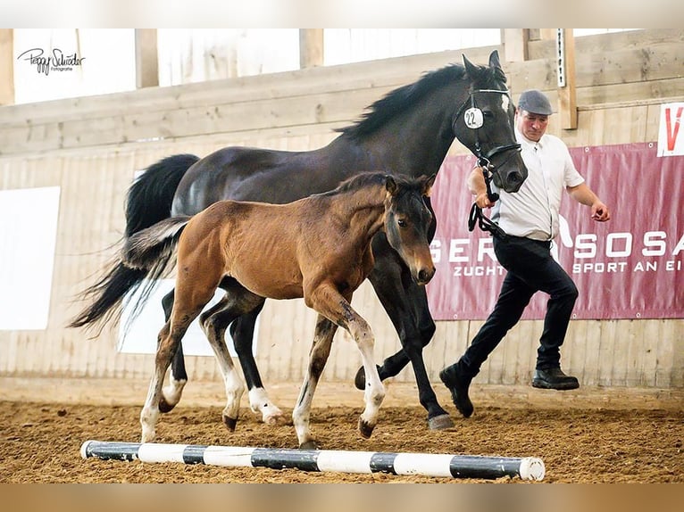 Mecklenburg Warmblood Stallion Foal (03/2025) Bay-Dark in G&#xF6;hren Lebbin