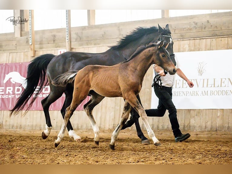 Mecklenburg Warmblood Stallion Foal (03/2025) Bay-Dark in G&#xF6;hren Lebbin