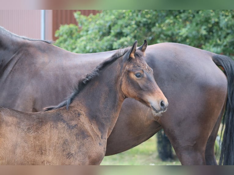 Mecklenburg Warmblood Stallion Foal (06/2024) Bay-Dark in Dachtmissen