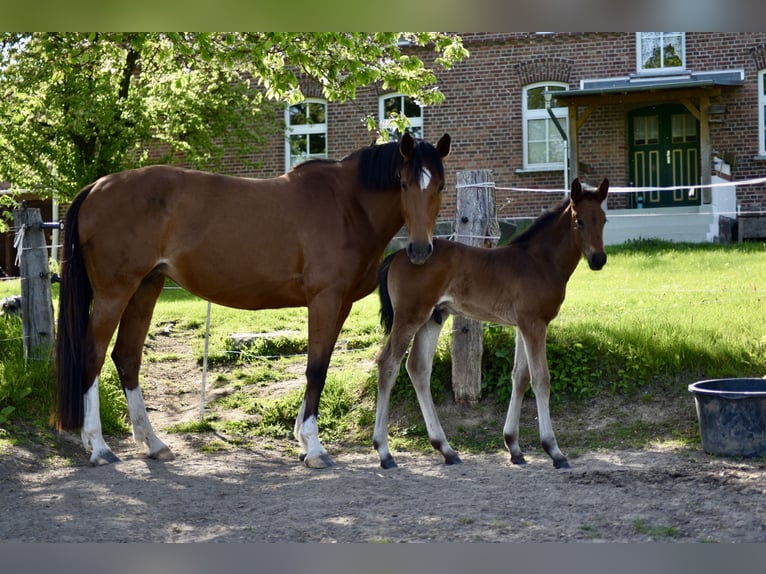 Mecklenburg Warmblood Stallion Foal (04/2025) Bay-Dark in Rosenow