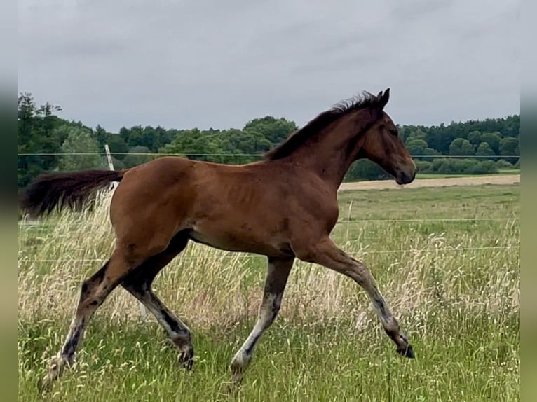 Mecklenburg Warmblood Stallion Foal (04/2025) Bay-Dark in Rosenow