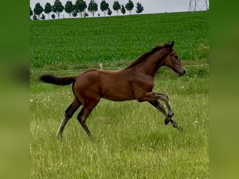 Mecklenburg Warmblood Stallion Foal (04/2025) Bay-Dark in Rosenow