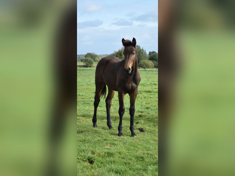 Mecklenburg Warmblood Stallion Foal (04/2025) Bay-Dark in Rosenow