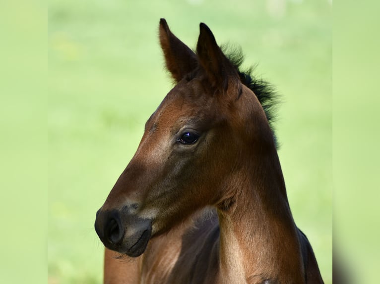 Mecklenburg Warmblood Stallion Foal (04/2025) Bay-Dark in Rosenow