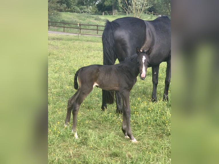 Mecklenburg Warmblood Stallion Black in Alt Schönau Mecklenburg Warmblood Stallion Black in Alt Schönau