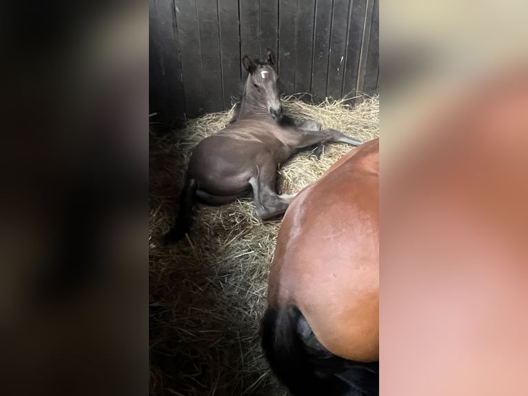 Mecklenburg Warmblood Stallion Foal (05/2026) Black in Papenhagen