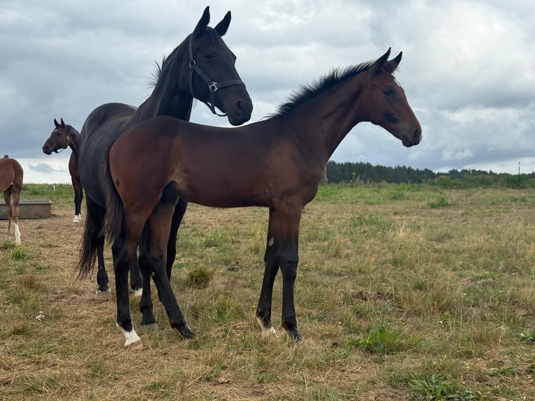 Mecklenburg Warmblood Stallion Foal (04/2025) Brown in Blumenholz