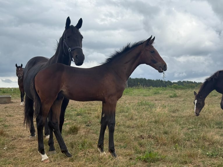 Mecklenburg Warmblood Stallion Foal (04/2025) Brown in Blumenholz
