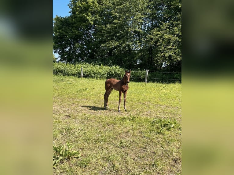 Mecklenburg Warmblood Stallion Foal (04/2024) Brown in Warnkenhagen