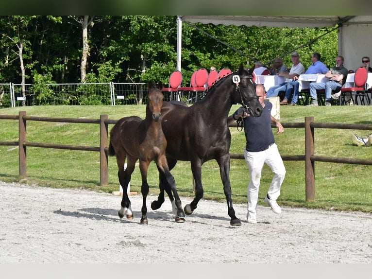 Mecklenburg Warmblood Stallion Foal (03/2025) Brown in Penzlin
