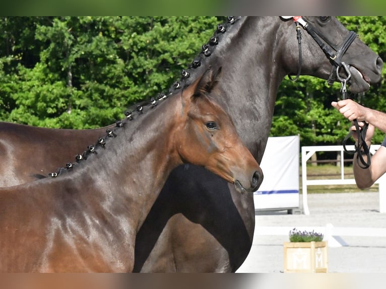 Mecklenburg Warmblood Stallion Foal (03/2025) Brown in Penzlin