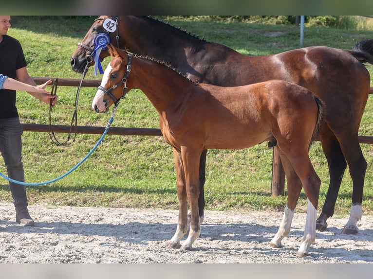 Mecklenburg Warmblood Stallion Foal (04/2024) Brown in Penzlin