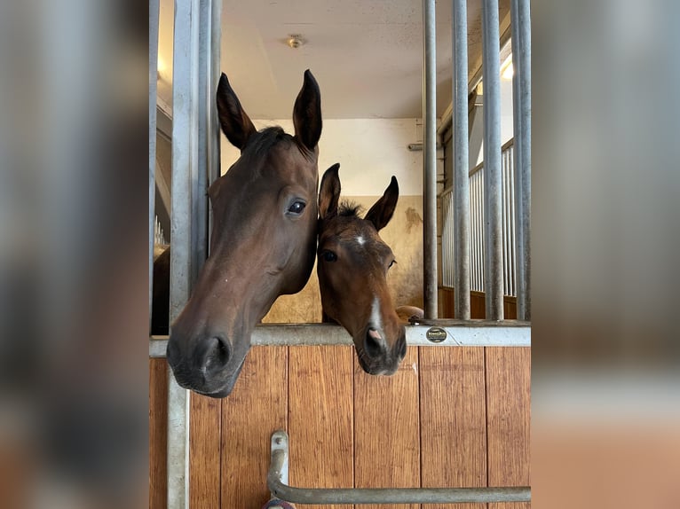 Mecklenburg Warmblood Stallion Foal (04/2025) Brown in Redefin