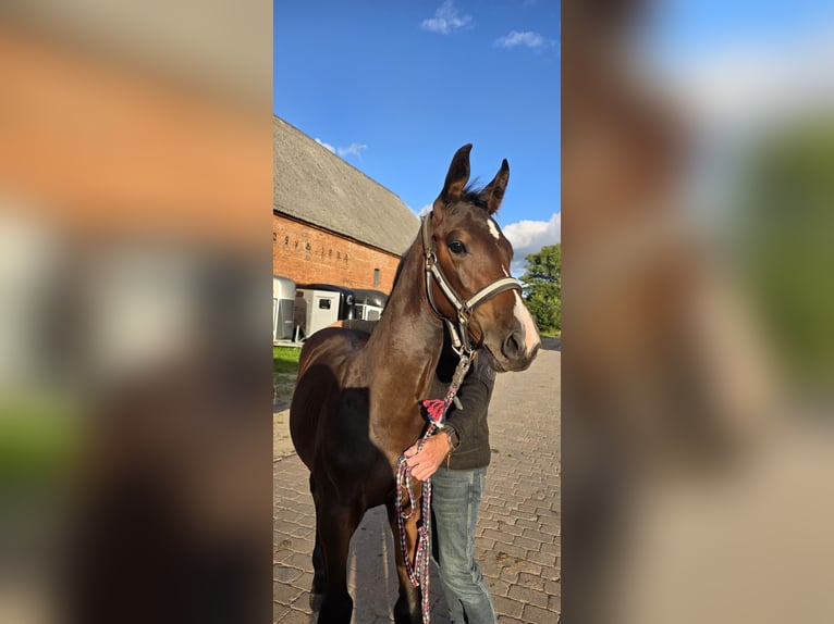 Mecklenburg Warmblood Stallion Foal (05/2025) Can be white in Kavelstorf