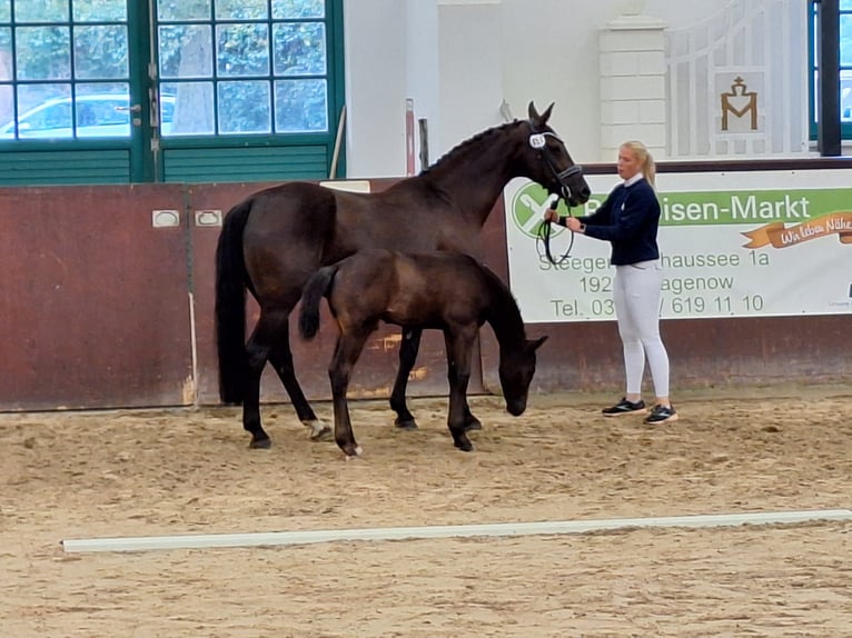 Mecklenburg Warmblood Stallion Foal (06/2024) Chestnut in Neu Krenzlin