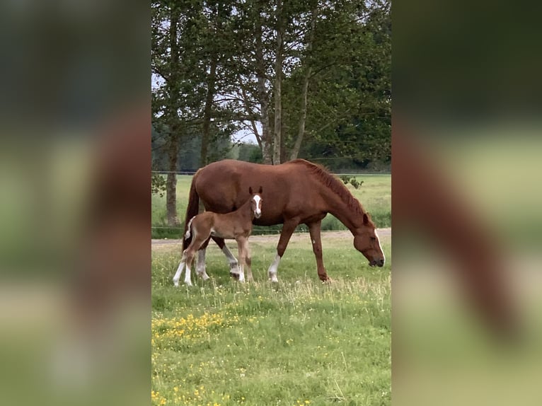 Mecklenburg Warmblood Stallion Chestnut-Red in Alt Schönau Mecklenburg Warmblood Stallion Chestnut-Red in Alt Schönau