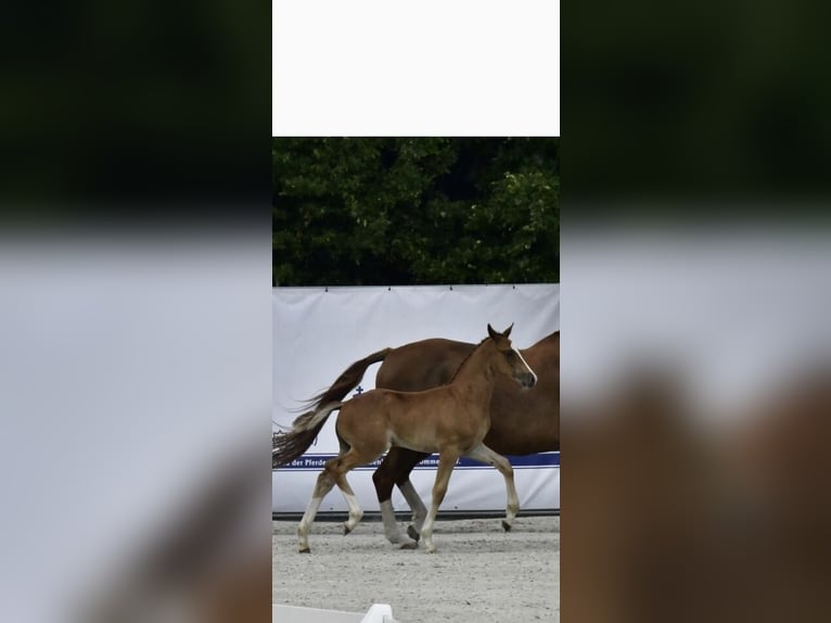Mecklenburg Warmblood Stallion Foal (05/2025) Chestnut-Red in Malchow