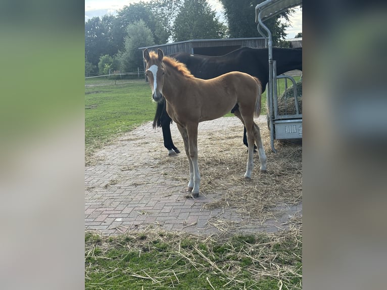 Mecklenburg Warmblood Stallion Foal (04/2025) Chestnut-Red in Rastow