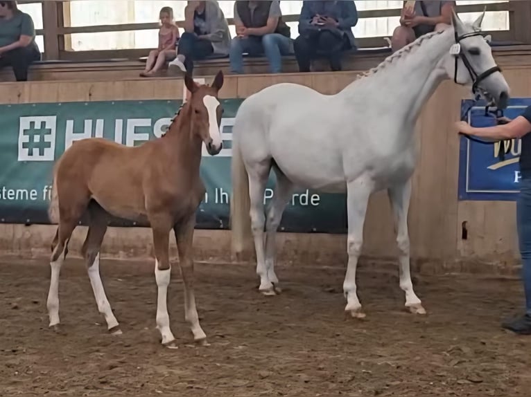 Mecklenburg Warmblood Stallion Foal (03/2025) Chestnut-Red in R&#xF6;bel