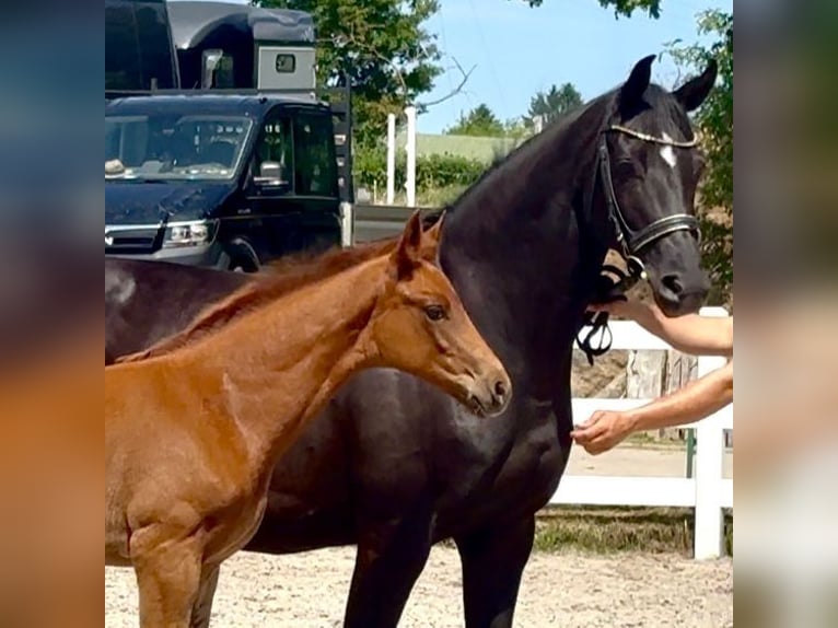 Mecklenburg Warmblood Stallion Foal (04/2026) Chestnut-Red in Ulrichshorst