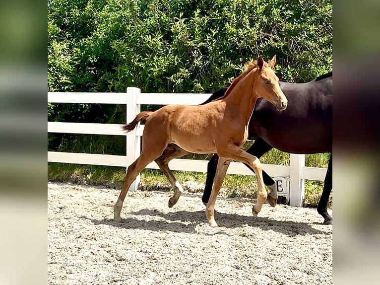 Mecklenburg Warmblood Stallion Foal (04/2026) Chestnut-Red in Ulrichshorst