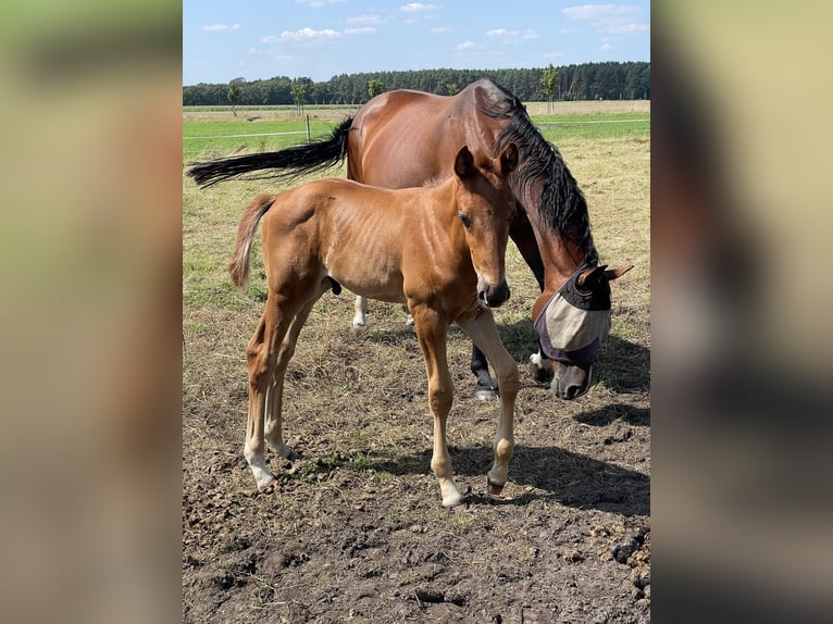 Mecklenburg Warmblood Stallion Foal (06/2024) Chestnut-Red in Belsch