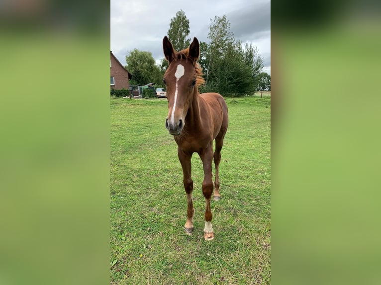 Mecklenburg Warmblood Stallion Foal (04/2024) Chestnut in Anklam