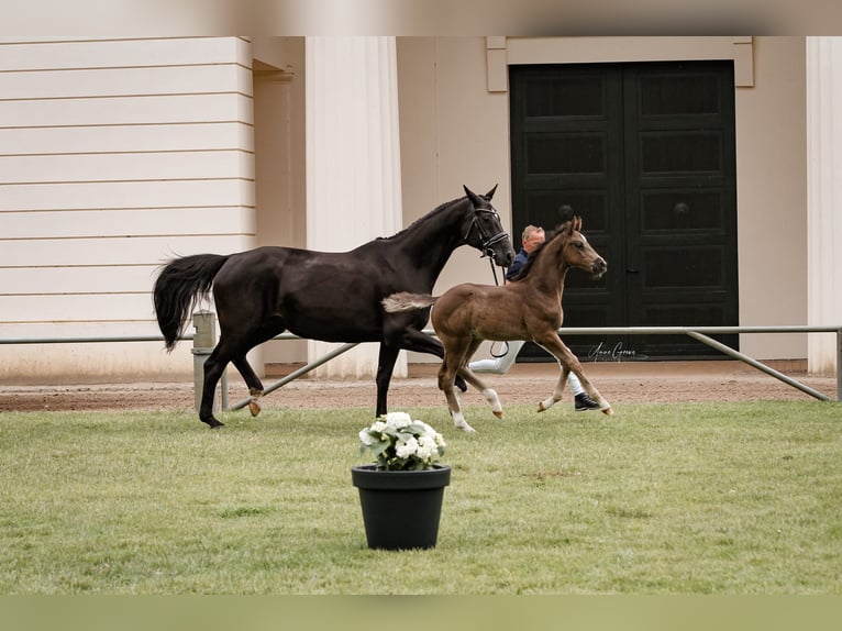 Mecklenburg Warmblood Stallion Foal (04/2024) in Moraas