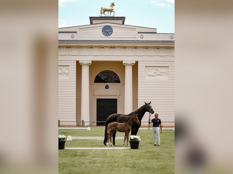 Mecklenburg Warmblood Stallion Foal (04/2024) in Moraas