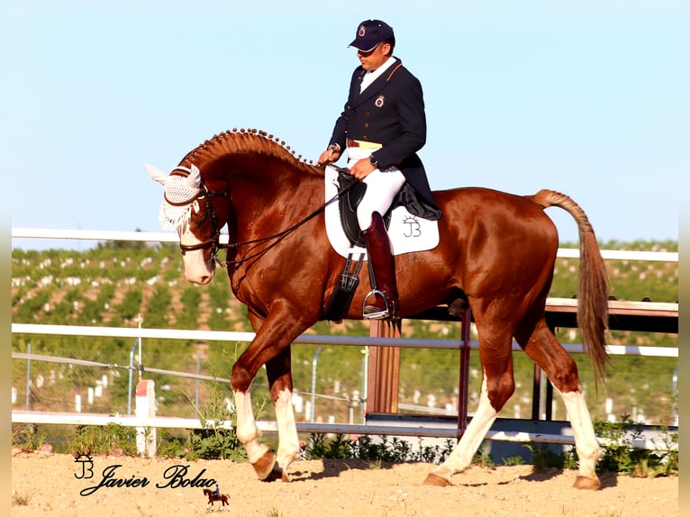 Mecklenburg Warmblood Stallion Sorrel in Salamanca