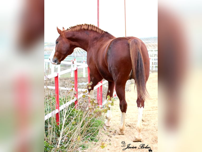 Mecklenburg Warmblood Stallion Sorrel in Salamanca