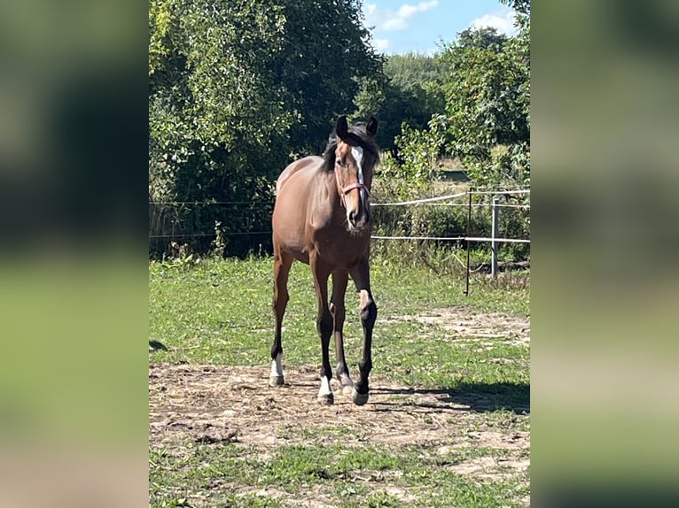Mecklenburger warmbloed Hengst 1 Jaar 167 cm Bruin in Papenhagen