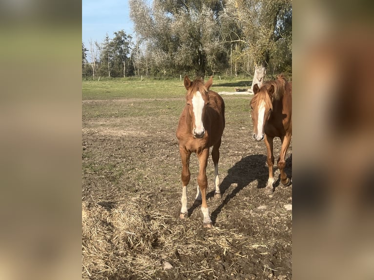 Mecklenburger warmbloed Hengst 1 Jaar 168 cm in Görmin