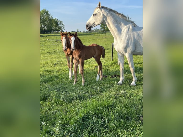 Mecklenburger warmbloed Hengst 1 Jaar 168 cm in Görmin