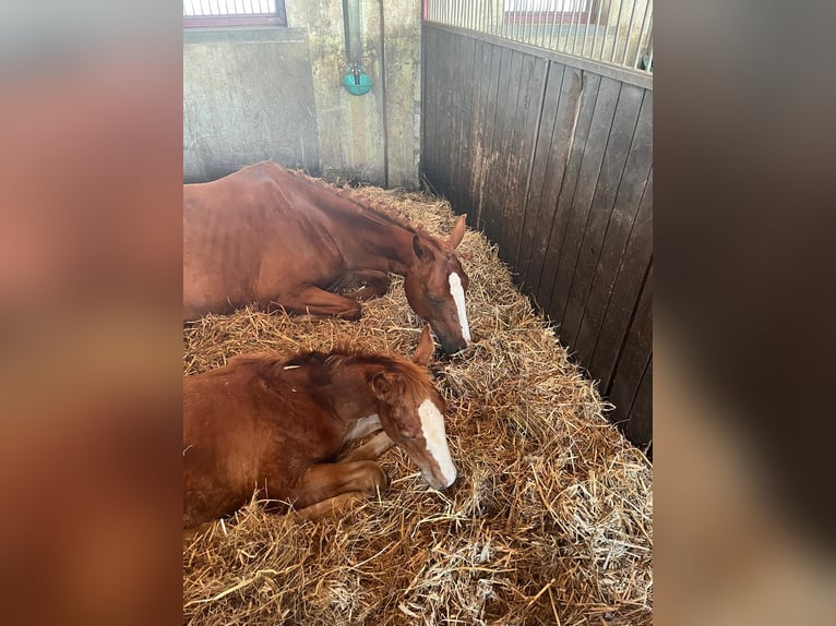 Mecklenburger warmbloed Hengst 1 Jaar 168 cm in Görmin