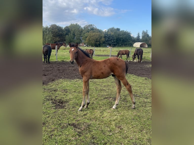 Mecklenburger warmbloed Hengst 1 Jaar 168 cm in Papenhagen