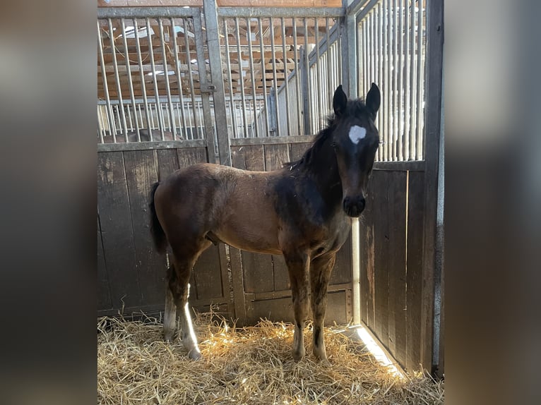 Mecklenburger warmbloed Hengst 1 Jaar 170 cm Donkerbruin in Winsen (Luhe)