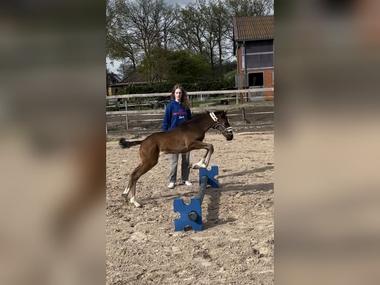 Mecklenburger warmbloed Hengst 1 Jaar 170 cm Donkerbruin in Winsen (Luhe)