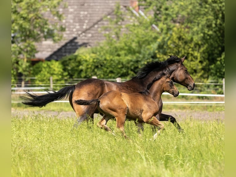 Mecklenburger warmbloed Hengst 1 Jaar 170 cm Donkerbruin in Winsen (Luhe)