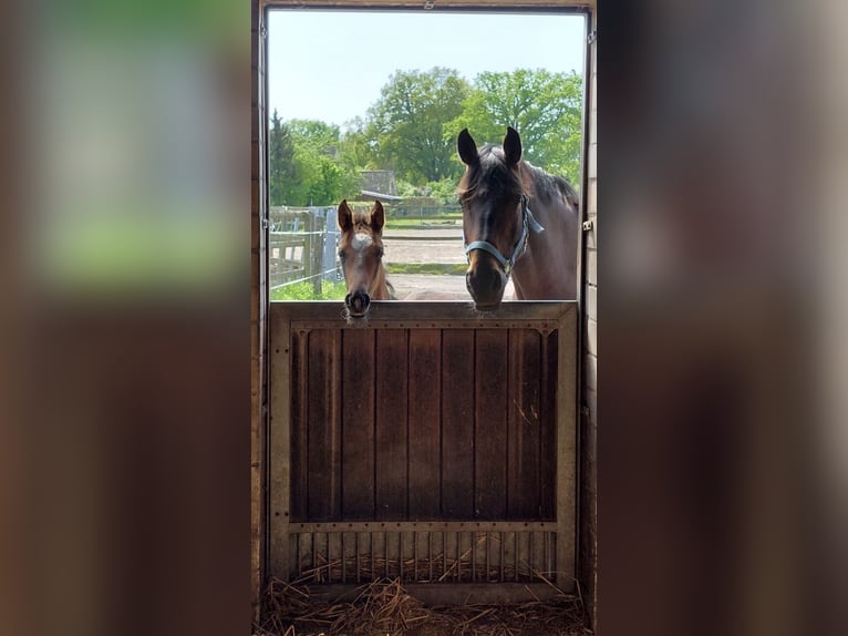 Mecklenburger warmbloed Hengst 1 Jaar 170 cm Donkerbruin in Winsen (Luhe)