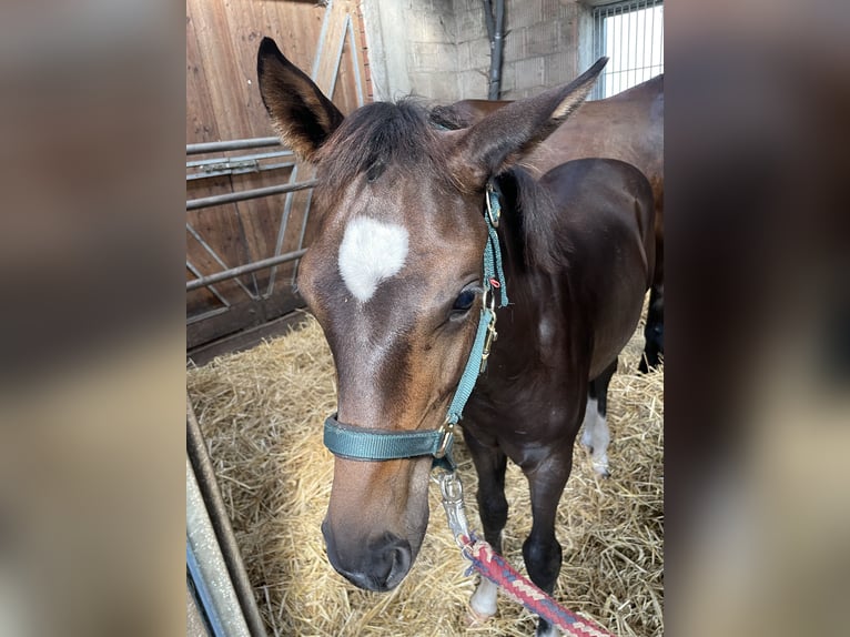 Mecklenburger warmbloed Hengst 1 Jaar 170 cm Donkerbruin in Winsen (Luhe)