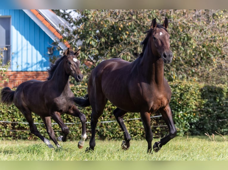 Mecklenburger warmbloed Hengst 1 Jaar 170 cm Donkerbruin in Winsen (Luhe)