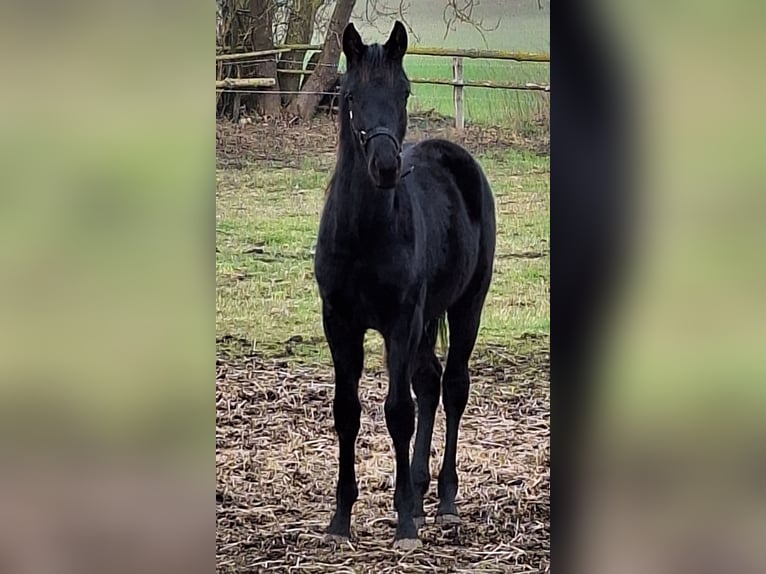 Mecklenburger warmbloed Hengst 1 Jaar 172 cm Zwart in Neubukow