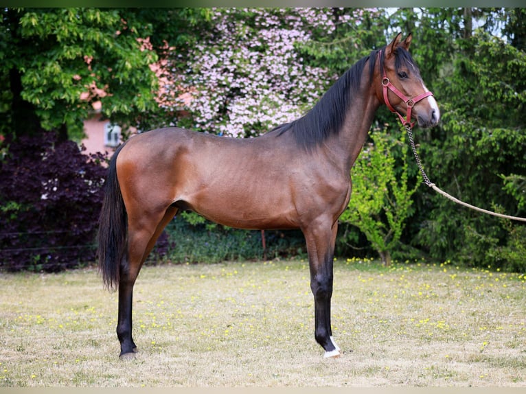 Mecklenburger warmbloed Hengst 1 Jaar Bruin in Bobzin