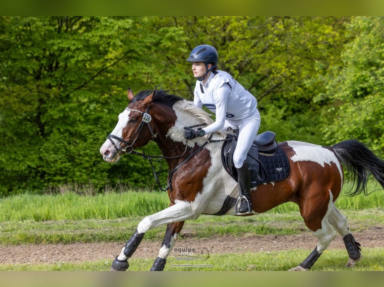 Mecklenburger warmbloed Hengst 1 Jaar Bruin in Luckau