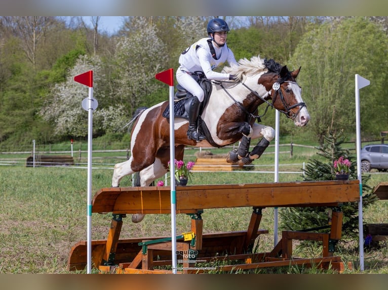 Mecklenburger warmbloed Hengst 1 Jaar Bruin in Luckau