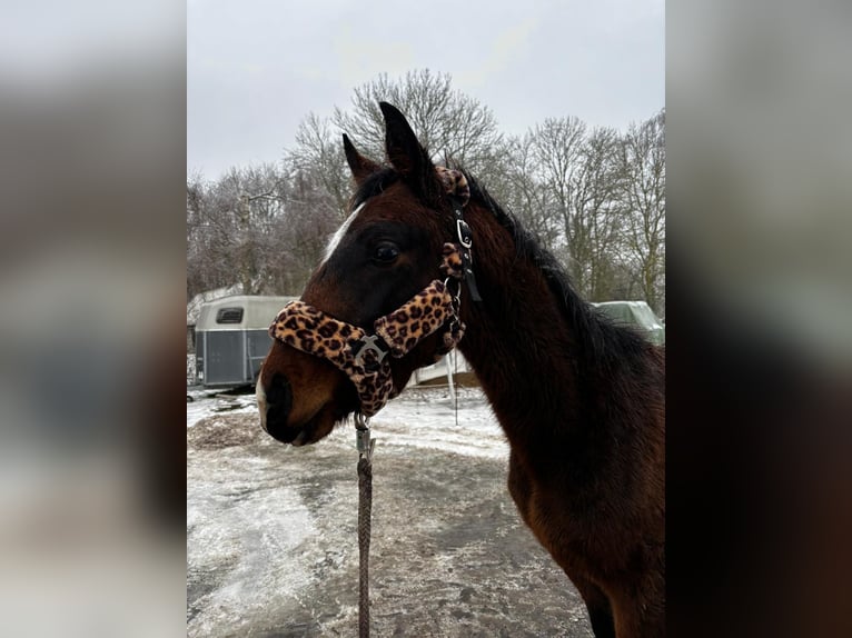 Mecklenburger warmbloed Hengst 1 Jaar Bruin in Zarnewanz Süderholz