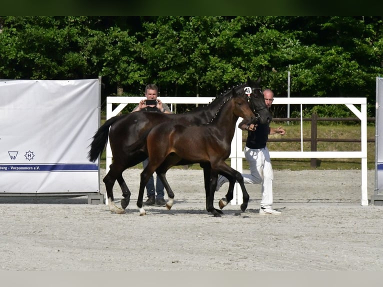 Mecklenburger warmbloed Hengst 1 Jaar Bruin in Penzlin